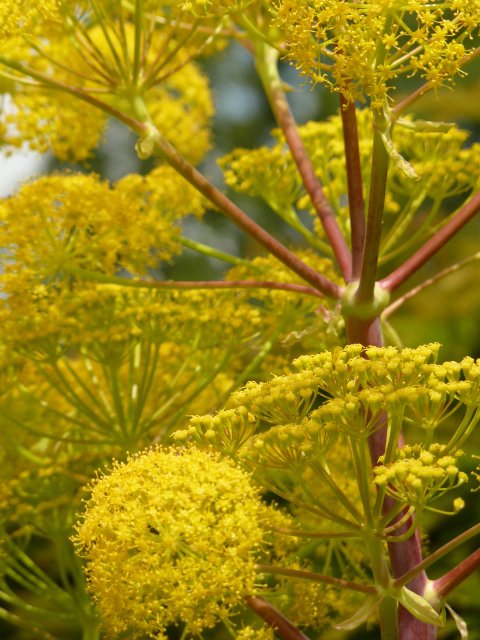 Ferula communis fleur detail